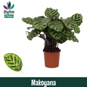 Calathea makoyana Calathea 14cm Makoyana - Rhythm of Nature
(8 Plants/Order)(14cmP 45cmH)