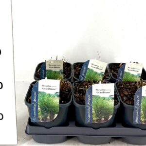 Miscanthus sinensis Gracillimus Miscanthus sin. Gracillimus
(6 Plants/Order)(17cmP 60cmH)