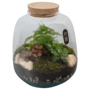 Arrangementen PTTER8128 Arrangement terrarium in glazen terrarium
(2 Plants/Order)(23cmP 28cmH)