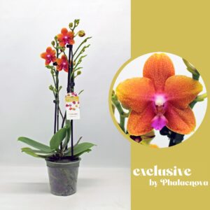 Phalaenopsis other orange (meerder Bolgheri 2-tak 50cm (GROEN)
(10 Plants/Order)(12cmP 50cmH)