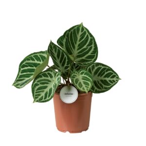 Anthurium Leaf Anthurium Silver Blush
(2 Plants/Order)(21cmP 65cmH)