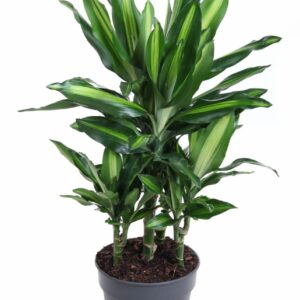 Dracaena Cintho Dracaena Cintho 30-carrousel
(1 Plants/Order)(21cmP 70cmH)