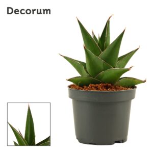 Sansevieria other Sansevieria Abbey Crown 9 cm (Decorum)
(18 Plants/Order)(9cmP 15cmH)