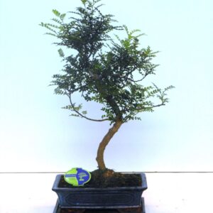 Bonsai Zanthoxylum piperitum Zanthoxylum piperitum, 30cm., shape, with dip tray
(2 Plants/Order)(30cmP 60cmH)