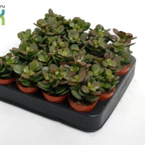 Crassula Minor Crassula Minor
(20 Plants/Order)(5.5cmP 10cmH)
