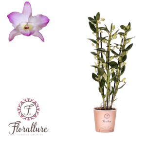 Dendrobium nobile Spring Dream 'Kum Dendrobium Nobile Kumiko 3 stam 20+ receme Florallure
(6 Plants/Order)(12cmP 50cmH)