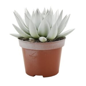 Echeveria Miranda Miranda bicoloured white/silver
(10 Plants/Order)(10.5cmP 13cmH)