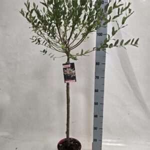 Salix integra Hakuro Nishiki salix nishiki 60 pink Pot
(1 Plants/Order)(19cmP 110cmH)