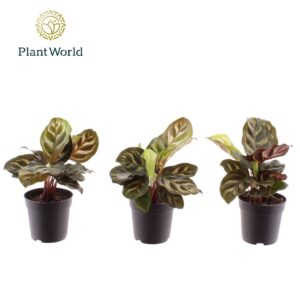 Calathea makoyana Calathea Makoyana 7 cm
(16 Plants/Order)(7cmP 15cmH)