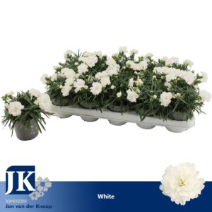 Carnation Dinah Carnation White
(15 Plants/Order)(10.5cmP 15cmH)