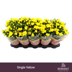 Chrysanthemum Heat Yellow Chrysanthemum Heat Yellow
(10 Plants/Order)(12cmP 26cmH)