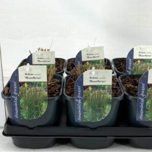 Molinia caerulea Moorhexe Molinia caerulea 'Moorhexe'
(6 Plants/Order)(17cmP 15cmH)