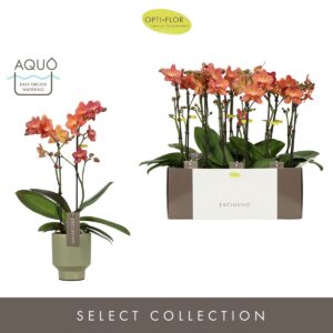 Phalaenopsis Multiflora Exclusivo Eos 2 spike in Emilia Green Aquo
(6 Plants/Order)(12cmP 45cmH)
