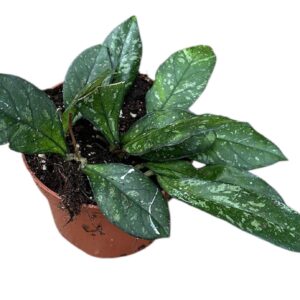 Hoya Hoya Crassipetiolata Splash
(2 Plants/Order)(10.5cmP 15cmH)