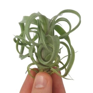 Tillandsia tillandsia curly slim bonsai (baby)
(20 Plants/Order)(6cmP 6cmH)