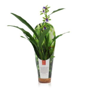 Zygopetalum Impasto Green Inca Zygopetalum Impasto Green 1 spike 9cm in luxury jungle cover
(6 Plants/Order)(9cmP 35cmH)