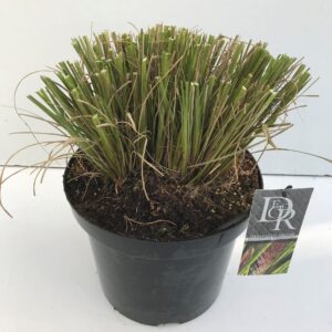 Pennisetum Pennisetum 'Viridescens'
(1 Plants/Order)(29cmP 90cmH)