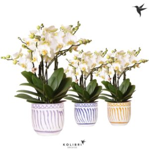 Phalaenopsis Lausanne Kolibri Orchids Phalaenopsis Lausanne 6spike in Granada Pot mix
(4 Plants/Order)(12cmP 45cmH)