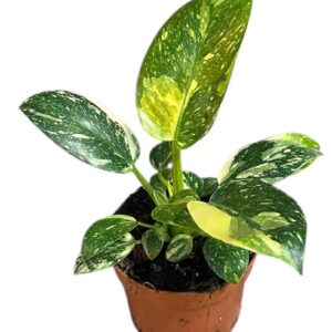 Philodendron philodendron green congo hybrid
(1 Plants/Order)(10.5cmP 20cmH)