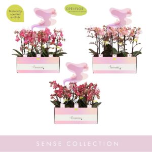 Phalaenopsis Multiflora Aromio Diversen 2 spike
(6 Plants/Order)(12cmP 35cmH)