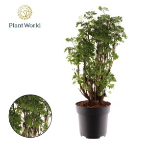 Polyscias Roble Polyscias Roble busch
(1 Plants/Order)(17cmP 60cmH)