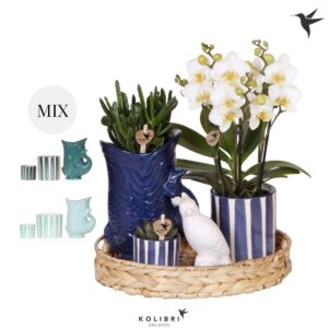 Arrangement Phalaenopsis Kolibri Gift Set Mediterranean Sunset blue green mix
(1 Plants/Order)(30cmP 40cmH)