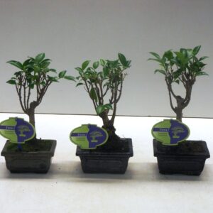 Bonsai dwergvorm loofhout Ficus retusa, 12cm., broom, without drip tray
(12 Plants/Order)(12cmP 20cmH)