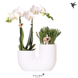 Phalaenopsis mt Kolibri Orchids Phalaenopsis White 2 spike and Succulent in Tube white
(3 Plants/Order)(18cmP 40cmH)