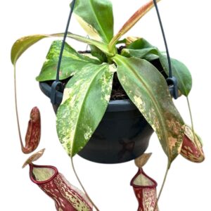 Nepenthus Nepenthes Gaya Variegata
(1 Plants/Order)(20cmP 40cmH)
