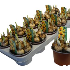 Narcissus Jetfire Narcissus 'Jetfire'
(10 Plants/Order)(12cmP 12cmH)