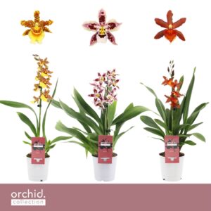Cambria Cambria, mix 1-spike 'Orchid Collection'
(10 Plants/Order)(12cmP 50cmH)