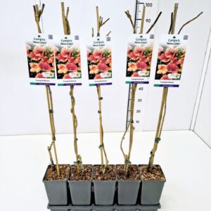 Campsis x tagliabuana Madame Galen Campsis tagliab. 'Mme Galen' 80CMC2
(10 Plants/Order)(17cmP 100cmH)