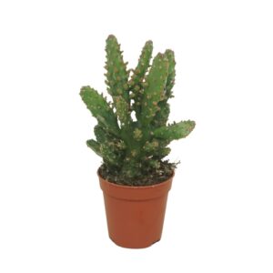 Opuntia tuna Opuntia tuna 5,5 cm
(20 Plants/Order)(5.5cmP 8cmH)