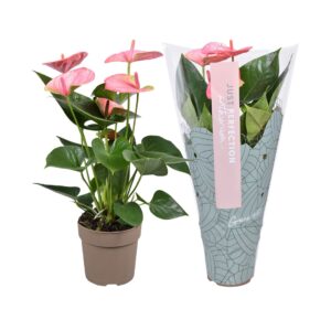 Anthurium Sweet Dream Anthurium Sweet Dream ''Just perfection®'' (XL-Flowers)
(10 Plants/Order)(12cmP 40cmH)