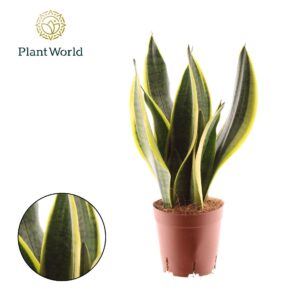 Sansevieria Futura Superba Sansevieria Futura Superba 3 stekken p.p.
(9 Plants/Order)(14cmP 50cmH)