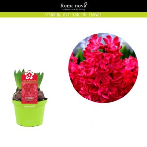 Hyacinthus Jan Bos Hyacint Jan Bos 12cm
(10 Plants/Order)(12cmP 12cmH)
