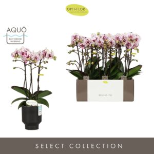 Phalaenopsis Multiflora Exclusivo Athena 3 spike in Emilia Dark Brown Aquo
(6 Plants/Order)(12cmP 45cmH)