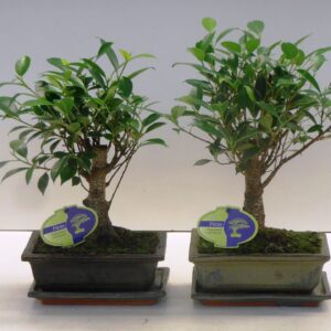 Bonsai dwergvorm loofhout Ficus retusa, 20cm., broom, with drip tray
(7 Plants/Order)(20cmP 30cmH)