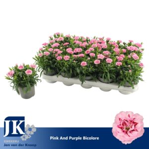 Carnation Oscar Pink And Purple Carnation Pink Purple Bicolor
(15 Plants/Order)(10.5cmP 15cmH)