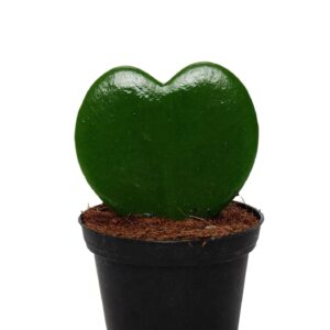 Hoya kerrii Hoya kerrii 1pp Pot 6
(20 Plants/Order)(6cmP 10cmH)