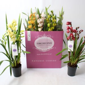 Cymbidium Cymbidium Colours mix 4 spike
(5 Plants/Order)(14cmP 85cmH)