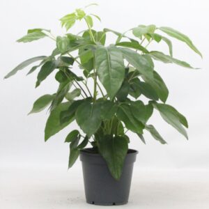 Schefflera actinophylla Schefflera Actinophylla
(1 Plants/Order)(21cmP 70cmH)