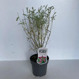 Indigofera heterantha Gera Indigofera heterantha
(6 Plants/Order)(17cmP 40cmH)
