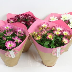 Chrysanthemum Indicum Paper Duo hoes pink 14 cm
(5 Plants/Order)(14cmP 27cmH)