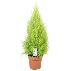 Cupressus Goldcrest Wilma Cupressus Goldcrest Wilma - hoogte 80-90
(1 Plants/Order)(21cmP 80cmH)