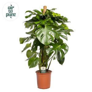 Monstera deliciosa Monstera Deliciosa MOSSTOK p24
(1 Plants/Order)(24cmP 120cmH)