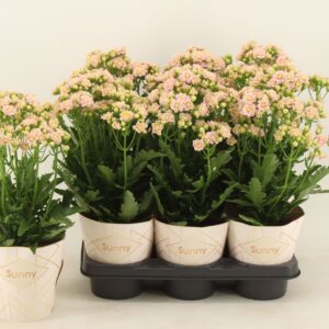 Kalanchoe Kalanchoe Sunny Pink
(6 Plants/Order)(14cmP 40cmH)