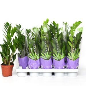 Zamioculcas zamiifolia Zamioculcas 50
(8 Plants/Order)(12cmP 50cmH)