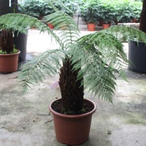 Dicksonia antarctica Dicksonia antarctica
(1 Plants/Order)(50cmP 140cmH)