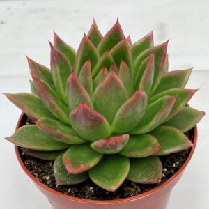 Echeveria agavoides 47 Echeveria Agavoides 8,5 cm
(20 Plants/Order)(8.5cmP 9cmH)